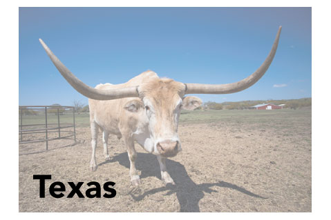 Texas State Promotional Product Sales Data