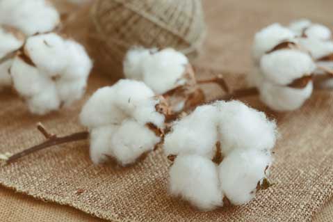 Textile Company Caught Misrepresenting Egyptian Cotton Products