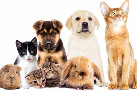 Market to Target: Pets