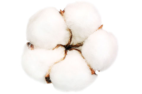 The Future of Cotton in the Promo Industry