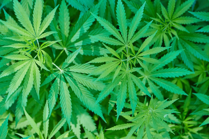 Meet Jacaranda, the Apparel Brand Making Sustainable Promo Items With Hemp