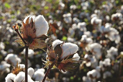 Cotton Prices Near Five-Year Low