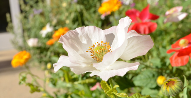 Wildflowers