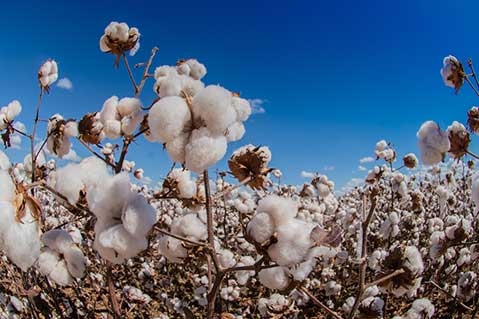 House Votes to Ban Xinjiang Cotton