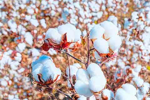 Ban on Some China Cotton Could Affect Promo