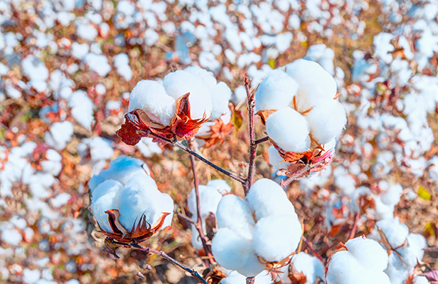 cotton fields