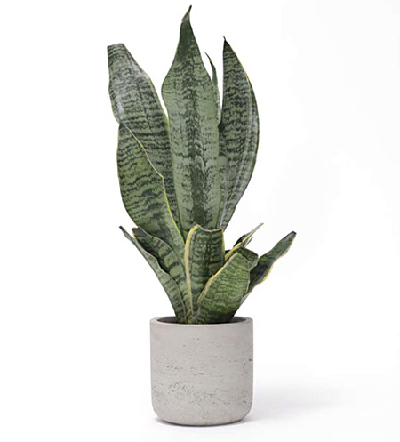 desk plant