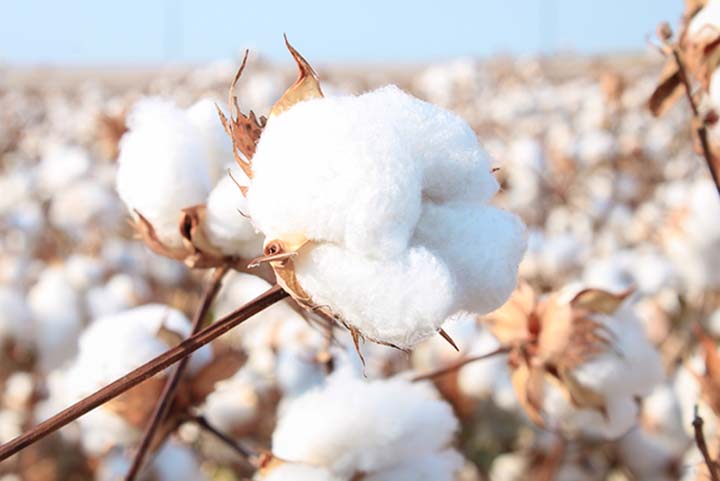 Gildan Joins US Cotton Trust Protocol
