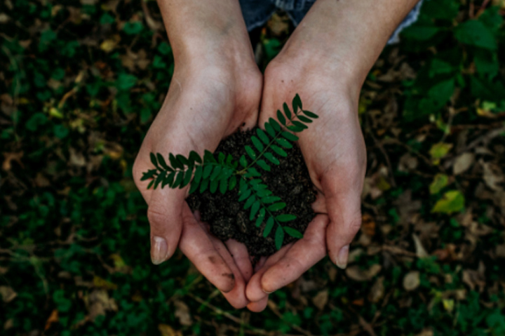 hands holding dirt and plant