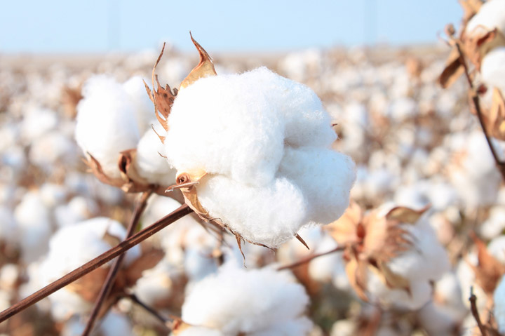 Better Cotton Signs UN Sustainability Pledge