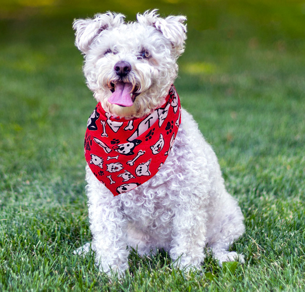 white dog wearing red bandanna