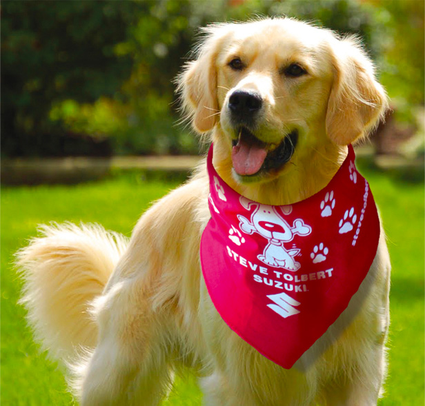 Golden retriever wearing red bandanna