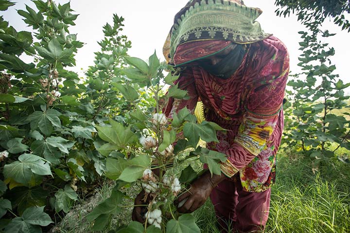 A Better Cotton farm worker picks cotton