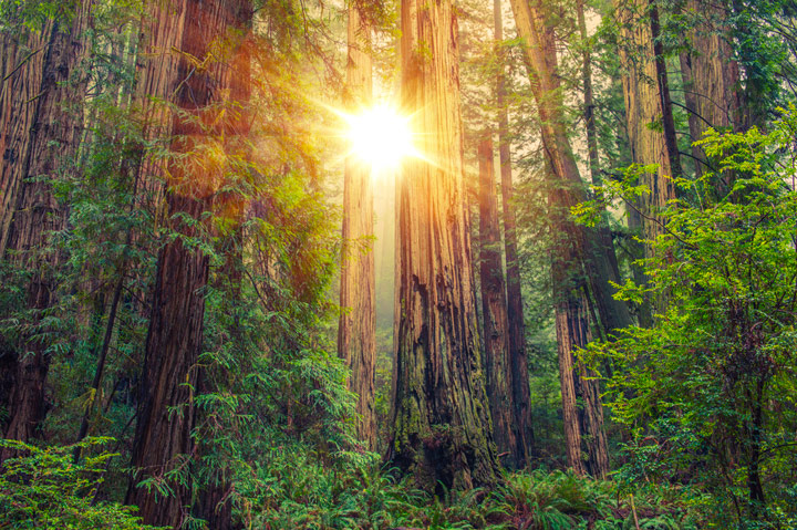 Redwood forest