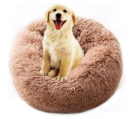 dog in dog bed