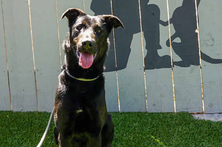 The Bright Side: Logomark Sponsors Second Service Dog