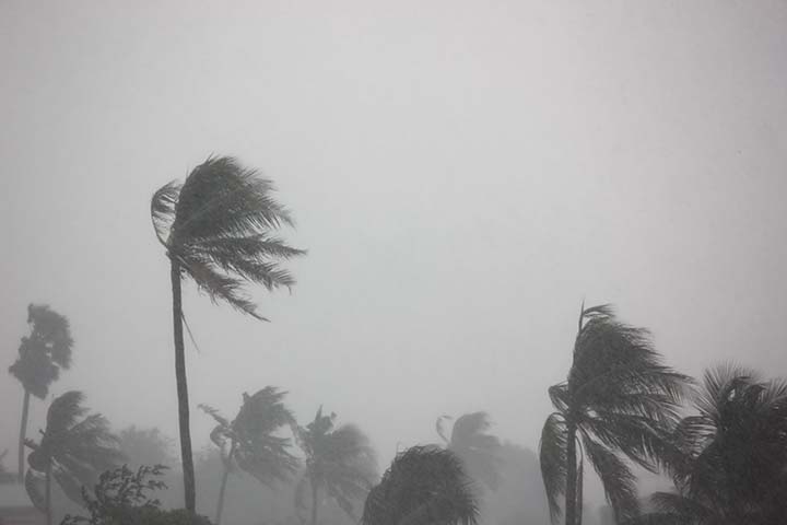 Palm trees blowing in hurricane