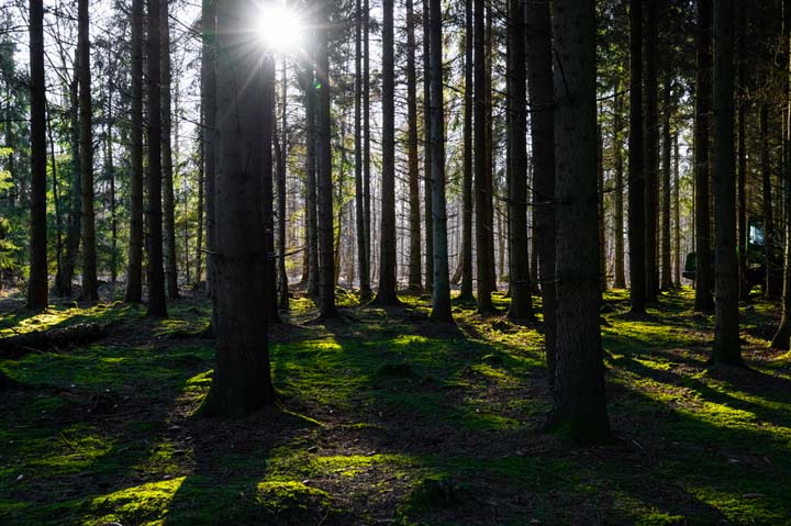 forest with sun shining in from behind