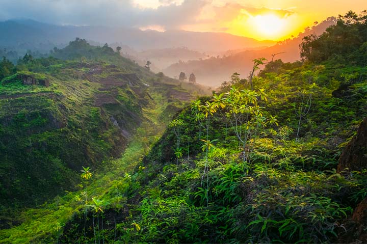 green forest, sunrise