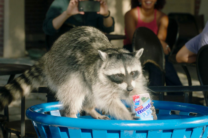 raccoon picking up Mentos box litter