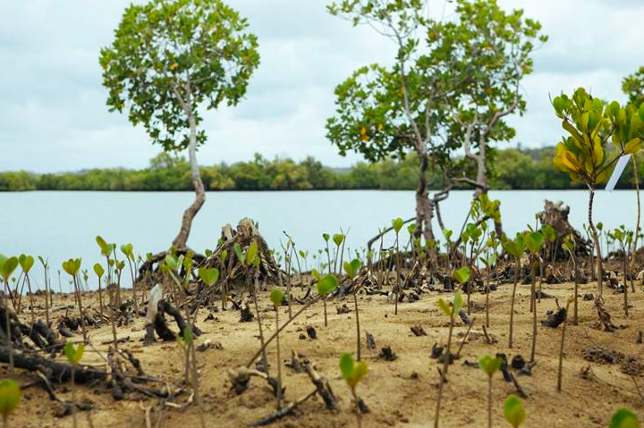 mangrove forest