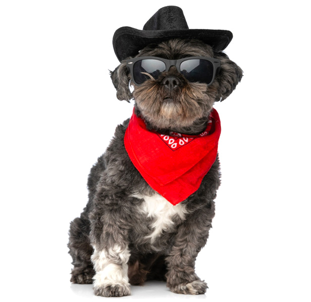 dog wearing sunglasses, hat and red bandanna