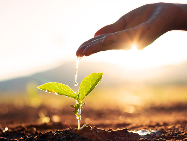 hand watering plant