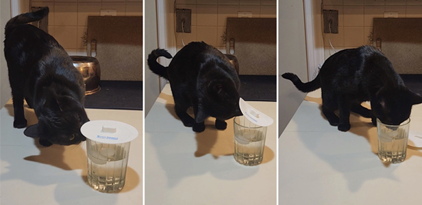 black cat drinking out of glass