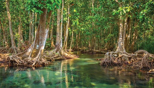 mangrove trees