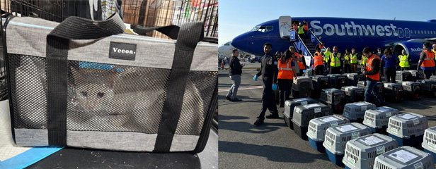 rescue kitten in carrier and Southwest airplane with pet cages on ground