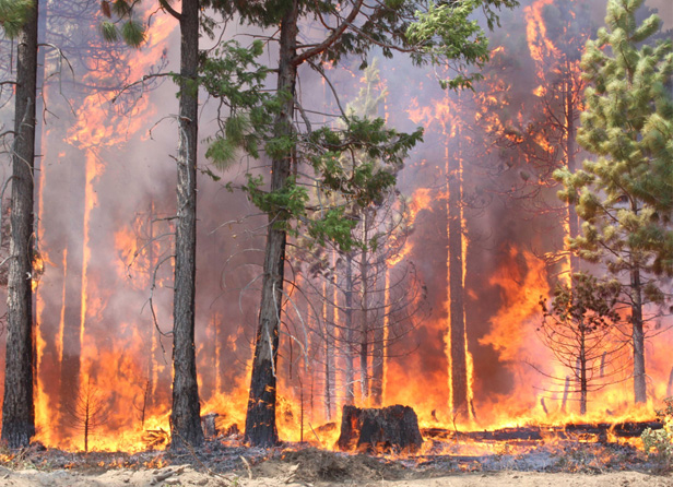 Wildfires