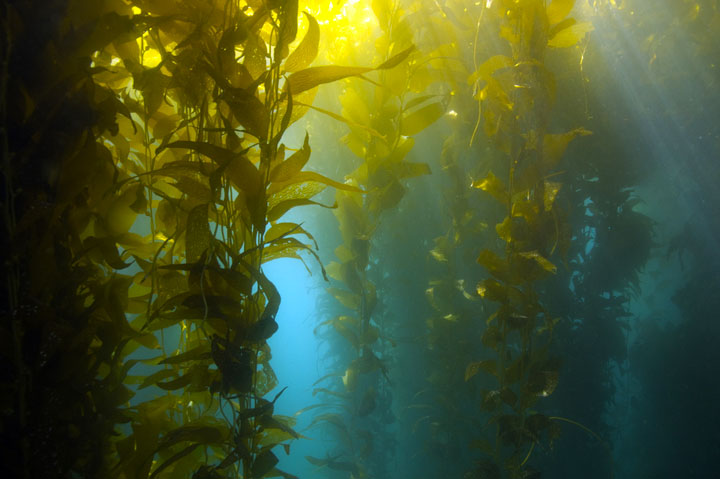 Fairware Partners With Veritree to Plant 10 Kelp for Every Order