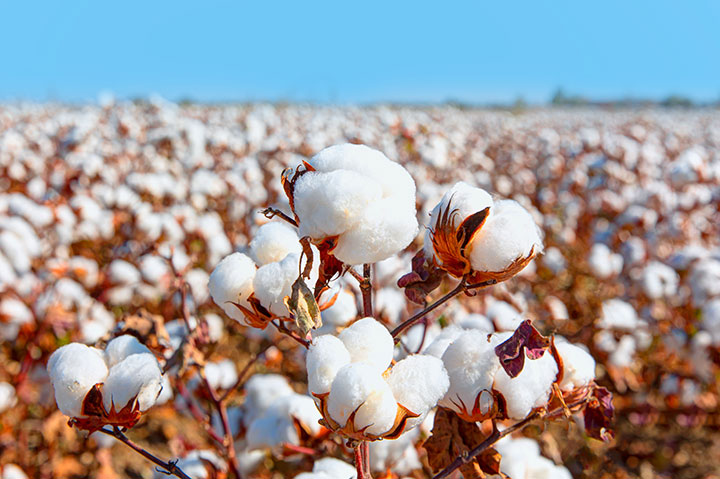 Report: Better Cotton Linked to Deforestation, Human Rights Violations in Brazil
