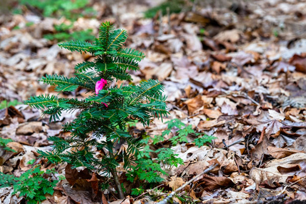 small evergreen tree