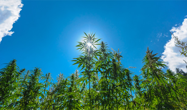 marijuana plants against blue sky, clouds
